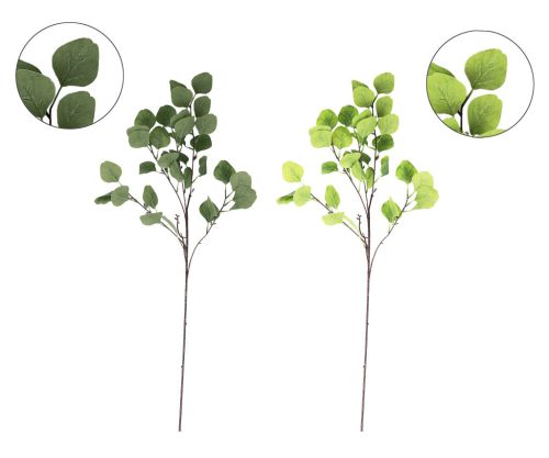 Branches d'eucalyptus vertes 2S 90