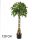 Cacao sauvage 4 branches vertes 120CM