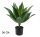 Agave verte 56 cm